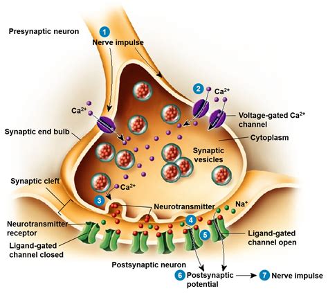 docked vesicles|what do synaptic vesicles release.